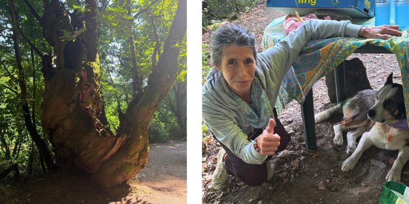 Walking the Camino for PiLA - Oak Tree & Ana